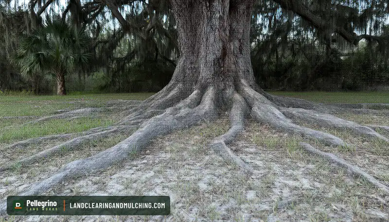 Thick live oak surface roots snaking across a sandy Florida lawn from the base of the trunk