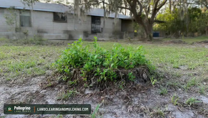 Cut oak stump in a sandy Florida yard with a ring of young green sprouts around the bark